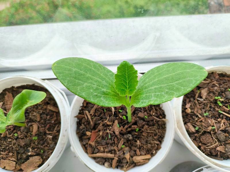 Беспрозванных ввёл чрезвычайную ситуацию в сельском хозяйстве Из за неблагоприятных погодных условий в Калининградской области губернатор Алексей Беспрозванных своим указом ввёл с 22 декабря 2025 года режим чрезвычайной ситуации в сельском хозяйстве Он связан с переувлажнением почвы которое привело к гибели посевов и урожая Режим ЧС будет действовать всего 5 дней до 26 декабря включительно Ликвидировать ЧС поручено министру сельского хозяйства Артёму Иванову Мера позволяет властям задействовать дополнительные механизмы помощи сельхозпредприятиям но не требует особых действий от населения Источник