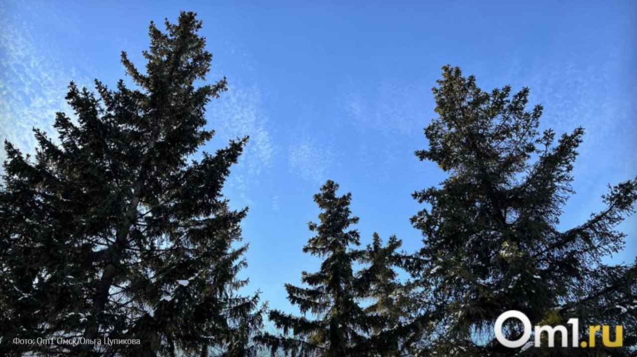 10 тысяч ёлок и сосен заготовят лесные хозяйства Омской области к Новому году Делается это не только в коммерческих целях Дело в том что деревья нужно прореживать чтобы более молодые саженцы росли лучше А если деревья растут слишком густо они начинают конкурировать за свет и питательные вещества становятся слабее и гибнут Деревья начинают заготавливать сейчас при умеренных температурах хвоя сохраняет свою свежесть и не осыпается Работы по заготовке ведут лесные хозяйства Главного управления лесного хозяйства Омской области Om1 Омск в MAX