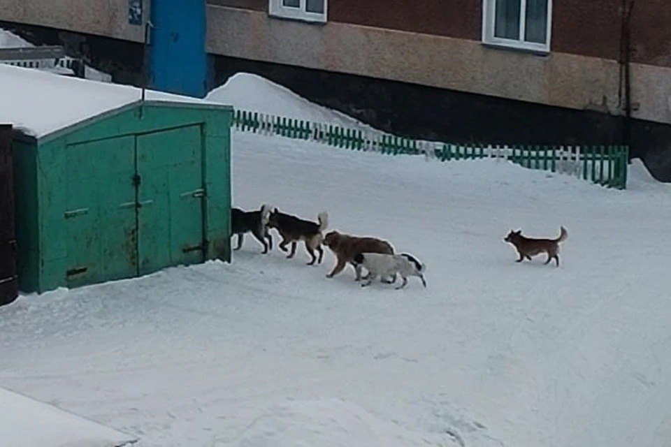 Поселок под Новосибирском боится большой своры бродячих собак  В поселке Чаны Новосибирской области местные жители пожаловались на свору бездомных собак, которая не дает прохода людям.  - Ребенок боится ходить в школу, а однокласснице моей дочери сегодня чуть варежки не оторвала собака. А если бы укусила или еще что-нибудь?  - На СХТ пять больших собак бегают уже около недели и никому нет дела. Взрослым-то страшно ходить, что уж о детях говорить? Администрация не хочет отлавливать, а если люди самостоятельно начнут расправу с этими собаками, так еще и штраф влепят, - пишут местные жители в чате.    КП - Новосибирск