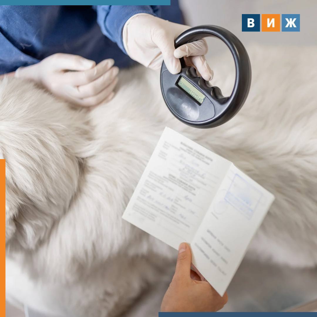 1  2  3   Кабмин предложил доработать законопроект о регистрации питомцев Правительство России поддержало законодательную инициативу о введении обязательной маркировки и регистрации домашних животных но предложило ее доработать сообщает Коммерсантъ В правительстве отметили что проект требует уточнения источников финансирования На модернизацию базы данных системы Россельхознадзора ВетИС куда планируется вносить сведения о питомцах потребуется около 67 5 млн рублей Также необходимо оценить возможную финансовую нагрузку на владельцев животных которым предстоит маркировать питомцев за свой счет В отзыве на документ власти также указали на необходимость установить переходный период определить порядок взаимодействия федеральной и региональных систем учета а также обозначить орган который будет контролировать выполнение новых требований Подписывайтесь на ВиЖ в Мах