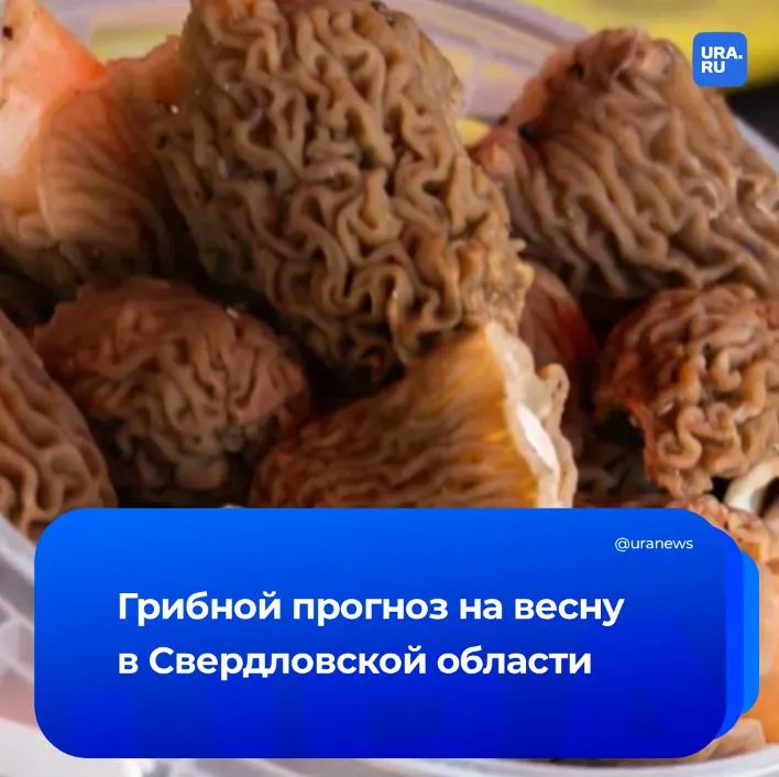 Грибы в Свердловской области появятся уже в конце апреля URA RU рассказывает когда начнется серьезный урожай По прогнозам первыми грибами будут строчки и сморчковые шапочки За что их любят грибники и в каких районах искать первый урожай читайте на нашем сайте Подписаться на URA RU мы в MAX