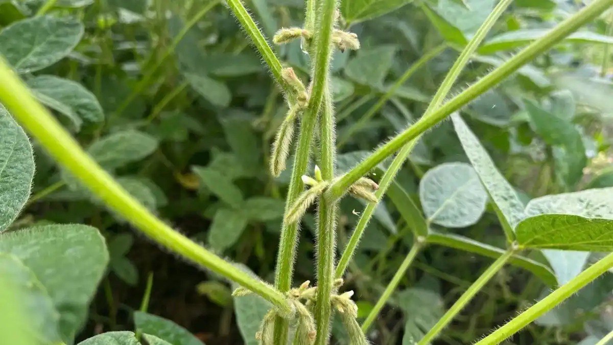 Саратовские аграрии установили исторический рекорд по валовому сбору сои Подробнее об урожайности сои в регионе рассказываем