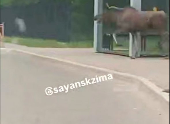 Лось бродит по улицам Саянска Сохатого зафиксировал на камеру очевидец ВИДЕО Читать подробнее на сайте...