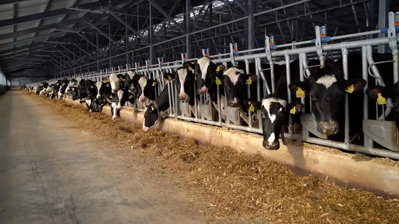 В Башкирии к 2030 году увеличат производство молока Задачу поставил Глава региона Радий Хабиров Планируется что к 2030 году производство товарного молока в республике достигнет 1 млн тонн в год сечас производится 780 тыс тон в год Для этого планируется построить 50 современных молочных ферм Истчоник соцсети Р Хабирова Спутник FM Уфимская Волна