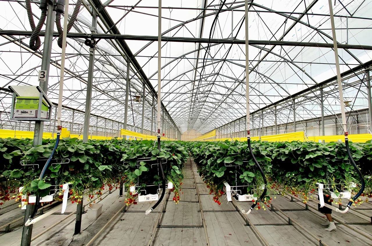 Дмитрий Патрушев Внедрение газопоршневых электростанций на предприятиях АПК позволит снизить себестоимость сельхозпродукции На совещании у вице премьера Дмитрия Патрушева был обсужден ход реализации пилотного проекта Минсельхоза России и ПАО Газпром по внедрению стационарных газопоршневых электростанций с двигателями внутреннего сгорания на предприятиях агропромышленного комплекса ℹ Такая технология используется в первую очередь для автономного энергоснабжения теплиц животноводческих комплексов и перерабатывающих производств Собственная генерация энергии сельхозпредприятиями позволяет значительно сокращать расходы на электроэнергию и теплоснабжение получать качественное бесперебойное электропитание и наращивать мощности  На первом этапе пилотного проекта будет установлено более 50 электростанций Уже в 2026 году перечень предприятий для участия расширится Первый опыт показал что затраты аграриев на электроэнергию сокращаются до 50 Это напрямую влияет на ценообразование позволяя снизить себестоимость сельхозпродукции За год общая экономия среди участников проекта оценивается в миллиард рублей Поэтому имеет смысл тиражировать практику на большее количество компаний тем более что для этого предусмотрены меры государственной поддержки отметил Дмитрий Патрушев Для поддержки данного направления предусмотрено льготное кредитование в том числе в рамках госпрограммы Комплексное развитие сельских территорий Со следующего года появится дополнительная поддержка для приобретения таких установок в рамках нового федерального проекта Развитие малого агробизнеса Возмещаться будет до 60 стоимости ГПУ Подписаться на Правительство России в MAX