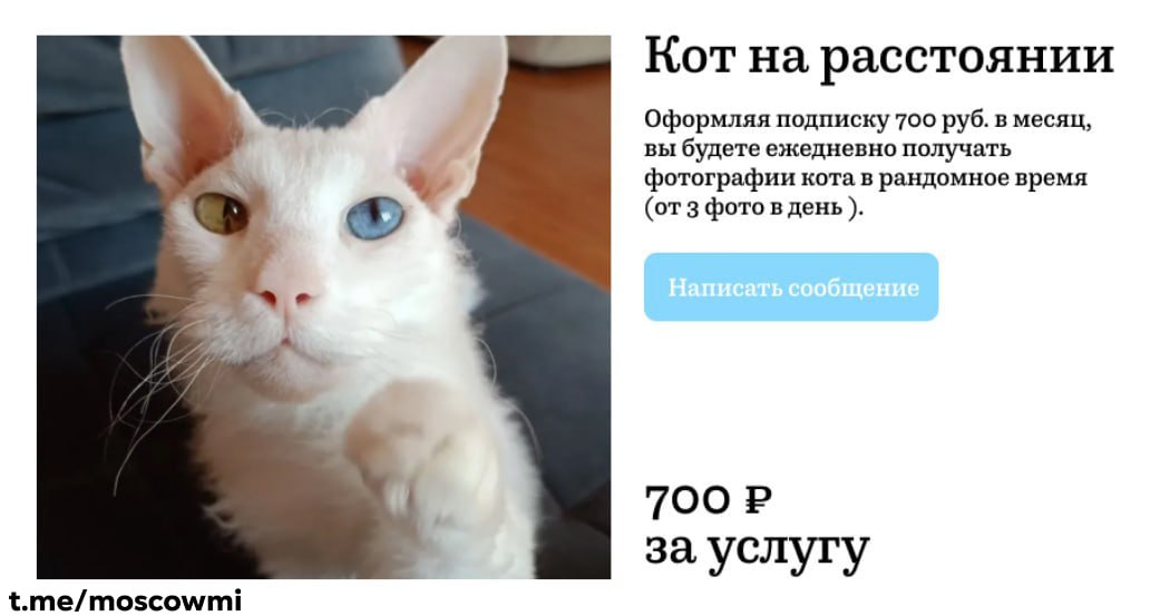 В России запустили подписку на котов. За 700 рублей можно получать в день по 3 фотографии пушистого. Услуга рассчитана на тех, кто любит котиков, но не может завести питомца дома.