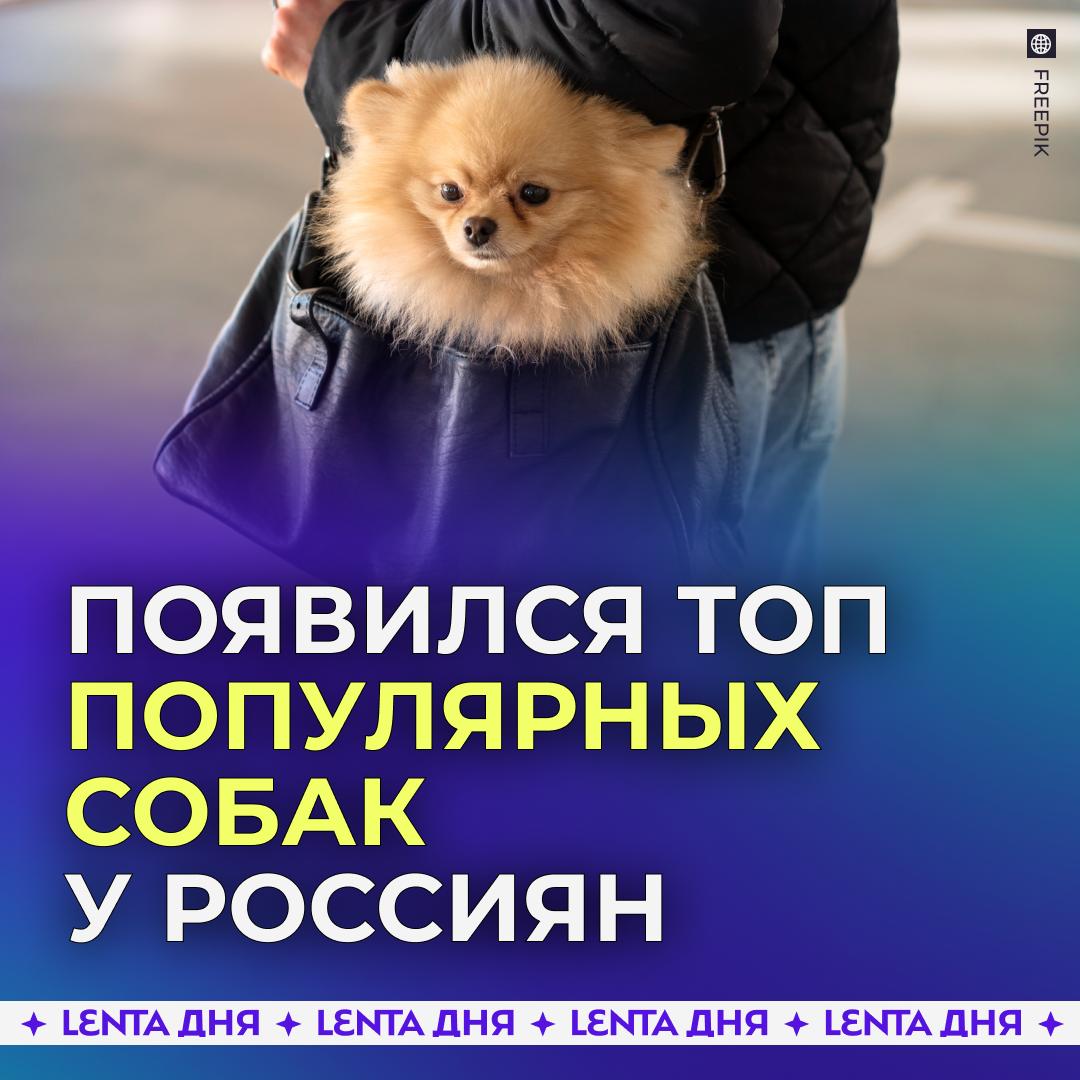 Названы популярные породы собак у россиян Самой любимой породой в 2025 году стали немецкие шпицы Также в тройку наиболее распространённых пушистиков вошли чихуахуа и вельш корги пемброк Примечательно что этот топ остаётся неизменным последние годы В десятку лидеров вошли пудели немецкие овчарки кавалер кинг чарльз спаниели йоркширские терьеры лабрадоры ретриверы среднеазиатские овчарки и джек рассел терьеры этим милашкам Подпишись на Ленту дня MAX ТГ Участвуй в розыгрыше