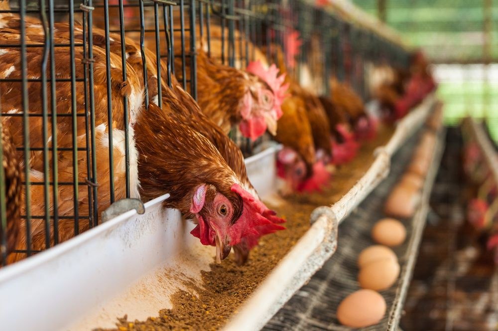 В Дагестане растут объемы производства животноводческой продукции.  С января по июнь 2025 года надои молока в республике увеличились на 1,3% и достигли 463,8 тыс. тонн.  Также в первом полугодии аграрии региона произвели 67,4 тыс. тонн скота и птицы в живом весе — на 0,5% больше, чем за тот же период 2024 года.  Выпуск яиц за шесть месяцев в Дагестане вырос на 0,3% — до 100,5 млн штук.