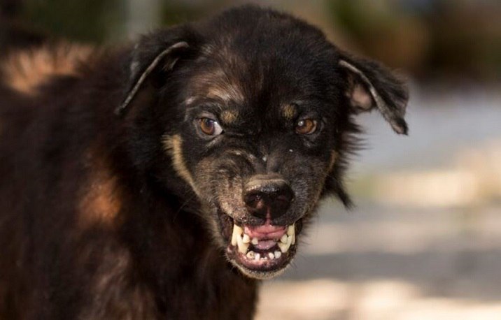 Девочка подросток из города Томска получит от муниципалитета компенсацию морального вреда за нападение бродячей собаки В прокуратуру Октябрьского района областного центра обратилась мать 13 летней школьницы Проведенная по обращению проверка установила в апреле 2025 года девочку укусила за ногу бездомная собака Ребенок испытывал боль и моральные страдания Прокуратура направила в суд иск с требованием обязать муниципалитет компенсировать причиненный пострадавшей моральный вред Подробнее на Бабре томск vtomsk24