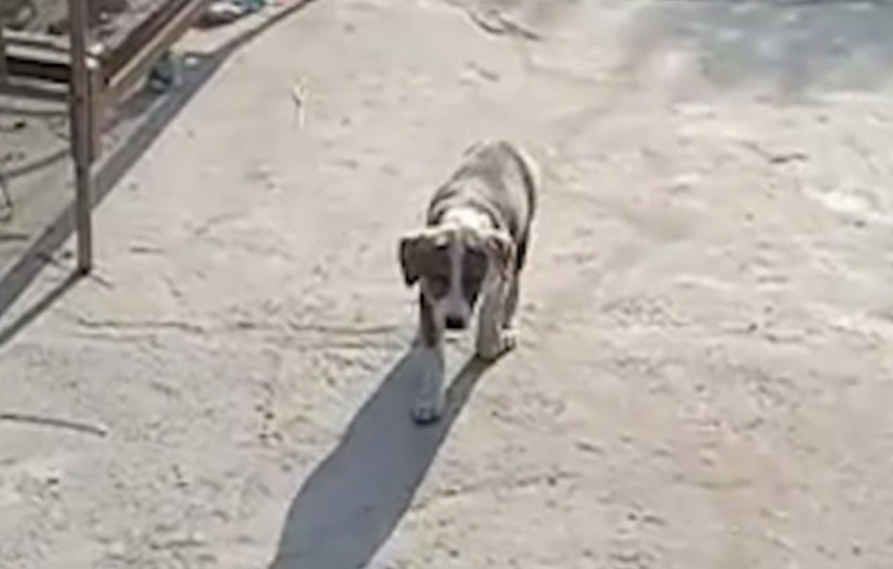 Под Ташкентом мужчина убил свою собаку и разделал ее на мясо видео 18 repost uz jivoder zaderjan Подписывайтесь на Repost