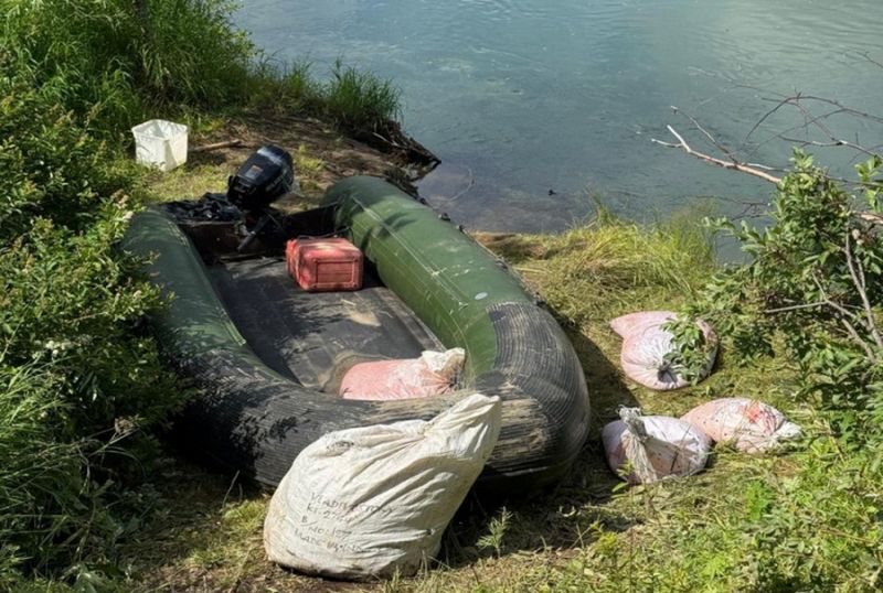 Дела о браконьерском промысле лосося с миллионным ущербом возбуждены на Камчатке Полицейские и сотрудники Росрыболовства на Камчатке в ходе операции Путина 2025 пресекли пять случаев браконьерского вылова лосося с общим ущербом свыше 1 млн рублей сообщили агентству КАМЧАТКА ИНФОРМ в УМВД России по Камчатскому краю Так в Елизовском районе задержали 22 летнего местного жителя который с помощью 45 метровой сети незаконно добыл 167 36 кг кижуча и кеты Ущерб составил 369 5 тыс рублей что квалифицируется как особо крупный Возбуждено уголовное дело Также нарушения зафиксированы в черте Петропавловска Камчатского и в Усть Большерецком районе В ходе рейдов применялись беспилотные летательные аппараты Фото СВТУ ФАР Читать на сайте   kamchatinfo com news ecology detail 72401