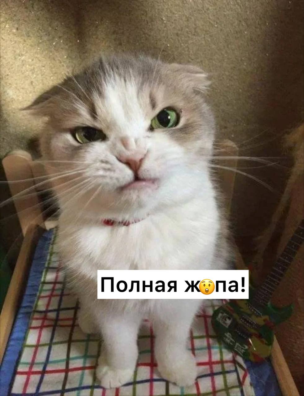 Слово жопа официально отнесено к ненормативной лексике в России Оно признано нецензурным в новом Толковом словаре государственного языка который выпустили в СПбГУ Подписаться Прислать новость