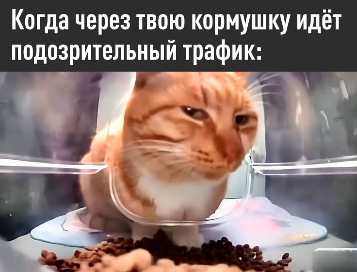 Хакеры могут взломать вас через умную кормушку для кота РИА Новости пообщались с экспертами и выяснили что это уже реальность Это уже не гипотетическая угроза известны случаи взлома домашних камер видеонянь кормушек для животных и других умных приборов Если кормушка вдруг сама по себе включается или перезагружается стоит насторожиться exploitex