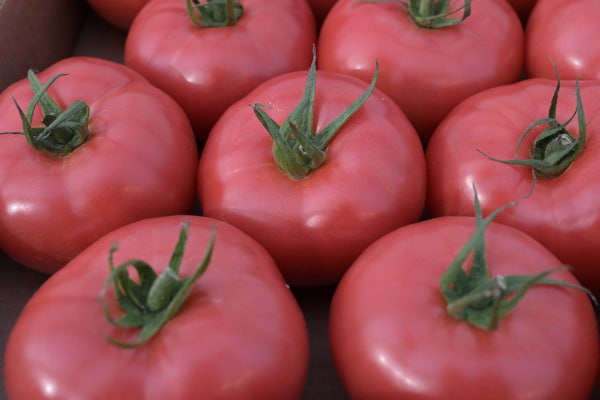 Семена томатов после полёта в космос исследуют ученики из России и Белоруссии Особые сорта помидоров из Ивье и Минусинска прошли орбитальный полёт продолжительностью один месяц Теперь юные исследователи из гимназии 1 г Ивье школы 9 г Минусинска и московской школы 1980 под руководством учёных проведут сравнительный анализ влияния космических условий на развитие растений сообщает Российская газета Школьникам предстоит прорастить космические семена параллельно с контрольной группой земных аналогов изучить влияние невесомости экстремальных температур и космической радиации на всхожесть и рост овоща Полученные данные могут быть использованы при разработке систем жизнеобеспечения для длительных космических миссий Подписаться на Говорит Москва Telegram VK MAX