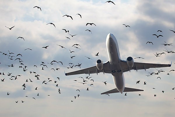 15 мусорных полигонов признали опасными для находящихся рядом аэродромов и самолетов Проверки на скопление птиц прошли на 151 мусорном полигоне 15 из них признаны опасными для находящихся рядом аэродромов и самолетов Об этом сообщает ТАСС со ссылкой на данные пресс службы Российского экологического оператора РЭО На объектах по обращению с твердыми коммунальными отходами расположенных рядом с аэродромами продолжаются масштабные орнитологические обследования Их цель выявить потенциально опасные скопления птиц и определить меры по предотвращению их появления Проверки завершены на 151 полигоне из которых 134 получили положительные заключения а 15 отрицательные говорится в сообщении aviaru net n288920