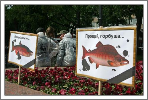 Прогноз не радует Сегодня на заседании Камчатского рыбохозяйственного бассейна был представлен прогноз лососевой путины 2026 года Камчатских рыбаков ждет вылов порядка 122 4 тыс тонн лососей Это ниже уровня таких неурожайных лет как 2022 й 134 5 тыс тонн или 2024 й 130 7 тыс тонн И это еще оптимистичный сценарий Согласно пессимистичным прогнозам результат промысла может составить всего около 108 тысяч тонн Если говорить отдельно по каждому побережью то на восточном прогнозируется вылов от 51 5 тыс до 60 5 тыс тонн в том числе от 32 6 тыс тонн до 40 6 тыс тонн горбуши на западном от 56 6 тыс тонн до 61 9 тыс тонн в том числе от 10 тыс до 14 тыс тонн горбуши Напомним что по итогам лососевой путины 2025 года камчатские рыбаки добыли порядка 259 тысяч тонн лосося при изначальном прогнозе в 199 2 тысячи тонн