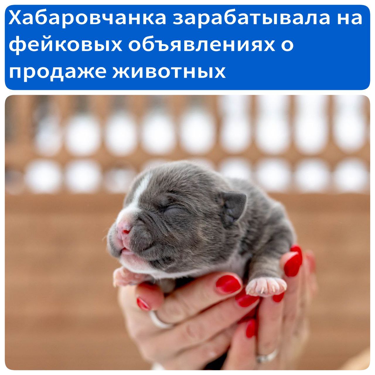 Хабаровчанка зарабатывала на фейковых объявлениях о продаже животных Женщина размещала в соцсетях отдаленного от Хабаровска города объявления о продаже породистых щенков и котят. От покупателей она просила предоплату, а после получения денег прекращала с ними переписку. На уловку мошенницы попались 8 человек. Общая сумма ущерба составила более 90 тысяч рублей. Уголовное дело рассмотрит Краснофлотский районный суд Хабаровска. Источник - Губерния