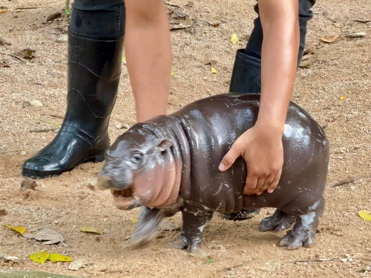 В сети прославился бегемотик Му-Денг — он недавно родился в зоопарке Khao Kheow Open Zoo в Тайланде и сразу разлетелся на мемы.  Его имя переводится как «хрюшка», он ужасно милый и у него только начали появляться зубы. А еще малыша обижают обезьяны. Му-Денг прославился своим драматизмом: сейчас, кажется, только ленивый не сделал с ним мем.  Вокруг тлен, отчаяние, безысходность. Тем временем азиатский Твиттер: ПОСМОТРИТЕ НА НАШЕГО НОВОГО БЕГЕМОТИКА!