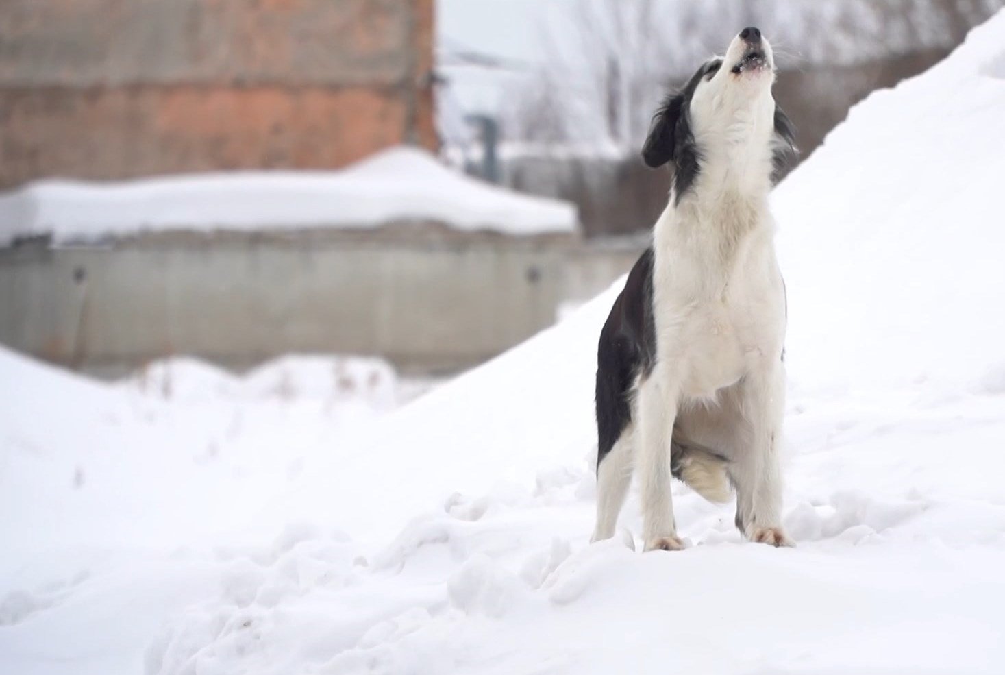 Более 170 хозяйских собак отловили в Барнауле Реализация закона об ответственном обращении с животными продолжается в краевой столице На отлов и содержание безнадзорных собак поиск хозяев грантовую поддержку а также чипирование домашних животных выделено свыше 22 млн рублей Отлов ведётся непрерывно в рамках муниципальных контрактов сообщили в мэрии За прошедший период года отловлено 750 животных При этом возросло число отловленных хозяйских собак это более 170 особей Впоследствии письма о привлечении к ответственности владельцев отпускающих животных на самовыгул направили в управление ветеринарии Алтайского края Кроме того в ходе прошедших рейдов по проверке наличия у питомцев обязательной регистрации чипа на горожан составлено 11 протоколов об административных нарушениях