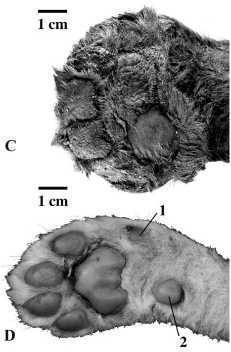 Впервые изучен почти идеально сохранившийся саблезубый котенок из Якутии  Вечная мерзлота открывает тайны вымершего вида.  Мумифицированная саблезубая кошка  Homotherium latidens  дает беспрецедентное понимание физических особенностей вида: от меха и необычной формы морды до идеально сохранившихся подушечек лап. Анализ останков показал отличия от современных львят такого же возраста.  По сравнению с трехнедельным львенком, у доисторического котенка более большой рот, маленькие уши и «очень массивная область шеи», а также удлиненные передние конечности. Его темно-коричневый мех «короткий, густой, мягкий» длиннее на спине и шее, чем на лапах, с «бородой» в уголках рта. У него сохранились даже есть усы: два ряда на верхней губе.