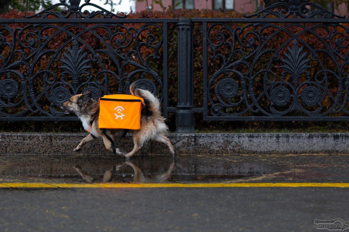 В Екатеринбурге бездомные собаки раздают бесплатный Wi Fi На фестивале Стенограффия стартовал проект Лай фай собаки в ярких рюкзаках бесплатно раздают интернет чтобы привлечь внимание к проблеме бездомных животных Желающие могут взять собаку домой через сайт lai fi и получить год бесплатного интернета от оператора Мотив Мы хотели преодолеть усталость от сострадания и связать человека и собаку через решение насущной потребности доступ в сеть пояснили свою идею художники Hot Singles пресс служба фестиваля Стенограффия Подписаться на Уральский меридиан