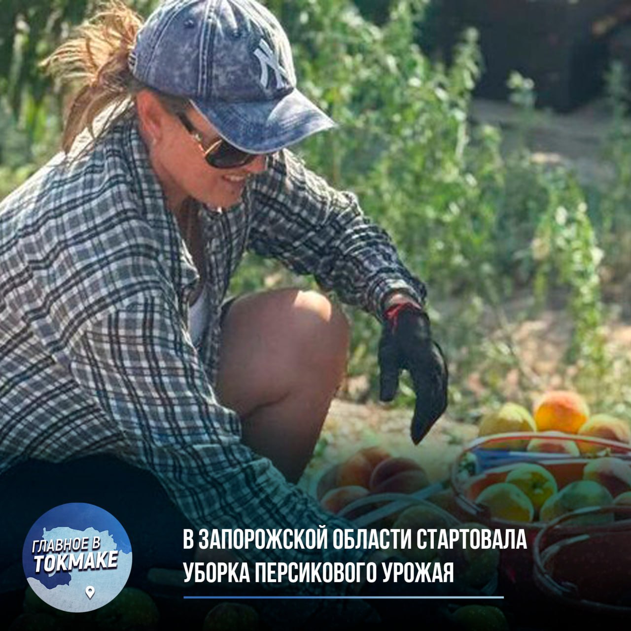 В Запорожской области стартовала уборка персикового урожая  Специализированное хозяйство «Мелитопольская черешня» приступило к сбору плодов на 40 гектарах садов, где культивируется более 10 сортов персиков. Как сообщили в региональном МинАПК, несмотря на весенние заморозки, основной сорт «редхейвен» сохранил отменные вкусовые качества благодаря комплексному уходу, включающему профессиональную обрезку и защиту от вредителей.  Урожай собирают исключительно вручную на третий год после посадки деревьев, причем работы начинают ранним утром для максимального сохранения свежести плодов. Особое внимание уделяется участию местного населения в сезонных работах, что не только обеспечивает дополнительные заработки, но и вносит значимый вклад в развитие аграрного сектора области. После сбора фрукты сразу сортируют, упаковывают и отправляют в холодильные камеры.