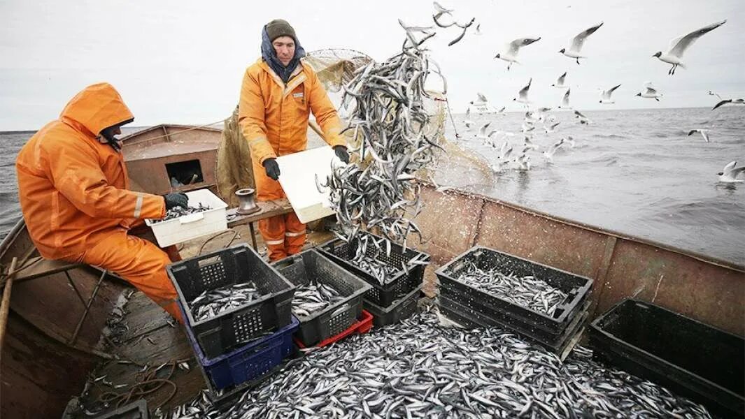 тугурочумиканскийрайон изменения Минсельхоз России подготовил проект изменений в перечень градо и поселкообразующих рыбохозяйственных организаций имеющих право на применение льготной ставки сбора за пользование водными биоресурсами Основные изменения В перечень включаются две компании из Тугуро Чумиканского района Хабаровского края Сонико Чумикан и национальное предприятие Уд Учур Все организации ранее входившие в перечень подтвердили свой статус С 2026 года право на льготу будут иметь 37 предприятий из 10 регионов страны Льгота предоставляет право применения пониженной ставки сбора за пользование водными биоресурсами В 2025 году она распространялась на 35 рыбохозяйственных организаций Расширение перечня позволит дополнительно поддержать социально значимые предприятия рыбной отрасли в удаленных регионах Дальнего Востока t me fishkom27