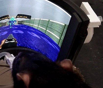 Крыс научили стрелять в Doom II в рамках нейроинженерного эксперимента Нейроинженеры усовершенствовали эксперимент по обучению крыс игре в Doom II животные теперь не только перемещаются по виртуальному миру но и могут стрелять Проект использует изогнутый AMOLED дисплей неинвазивные датчики и обучение с подкреплением