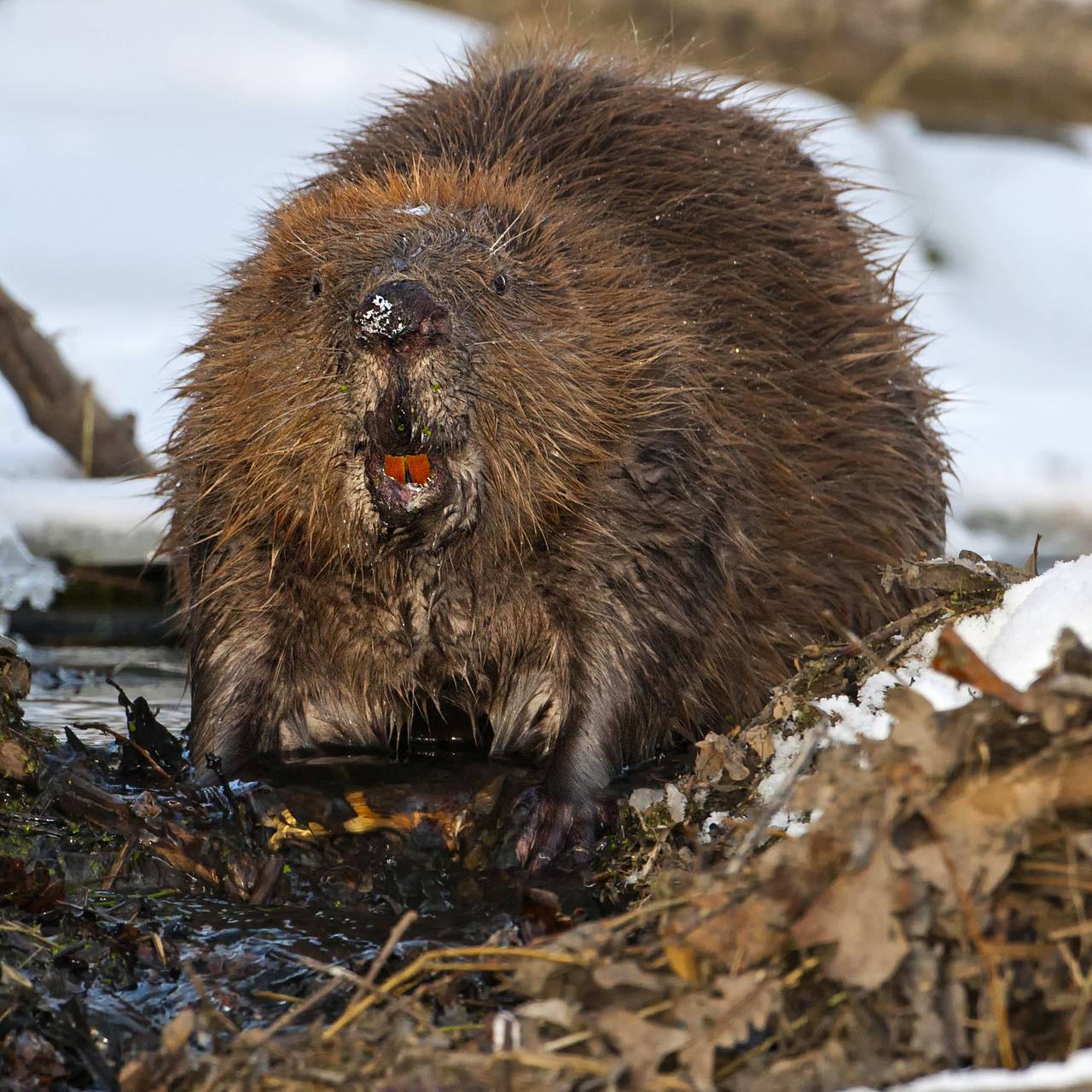 Польский язык ИДЕАЛЬНЫЙ для ИИ исследование показало что нейросети понимают польский лучше всего Учёные Университета Мэриленда протестировали работу крупных ИИ моделей в т ч ChatGPT Gemini Qwen Llama и DeepSeek на 26 языках Итог точность выполнения задач у поляков составила 88 Русскому языку досталось почётное 5 е место а следующий за ним английский Начинаем диалог с ChatGPT со слова kurwa