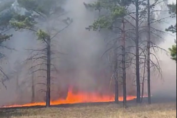 В Улан-Удэ у Спиртзаводской трассы сегодня разгорелся пожар. Причиной стало неосторожное обращение с огнём Пламя охватило площадь в 5 гектаров, сейчас оно потушено