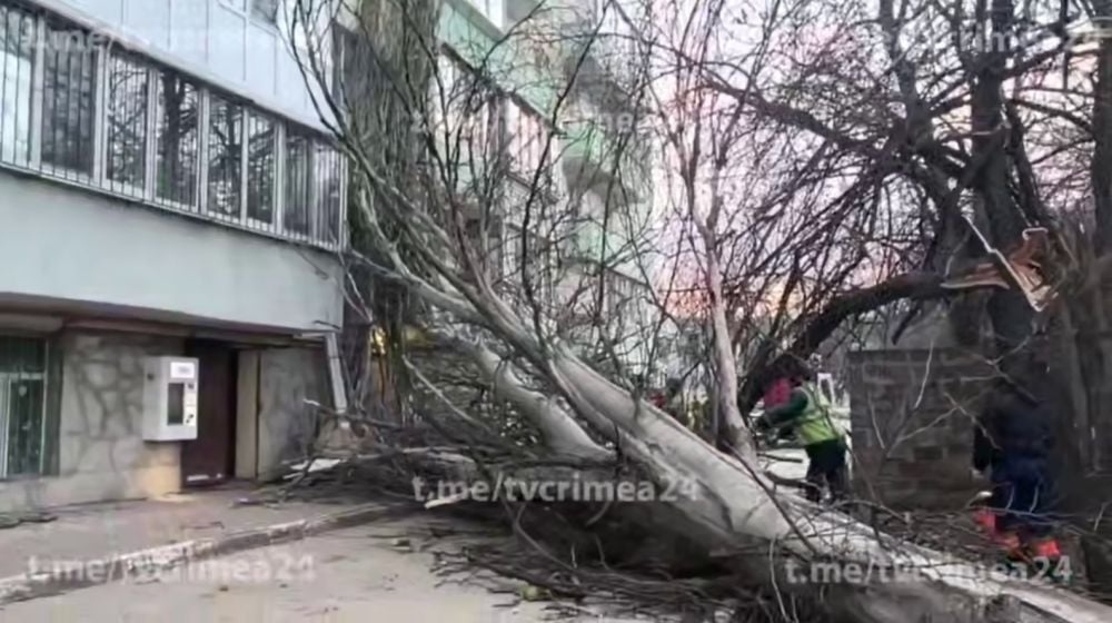 В Феодосии на Симферопольском шоссе упало дерево на многоэтажку ⁠ Пятница, 13 декабря. «Крым 24».В Феодосии на улице Симферопольское шоссе упало дерево на многоквартирный дом, передаёт корреспондент «Крым 24».  Оно повредило фасад здания, несколько окон и припаркованный рядом с домом автомобиль.  На месте происшествия работают сотрудники городского благоустройства и правоохранительные органы. О пострадавших информации нет, подробности уточняются....  Подробнее>>>