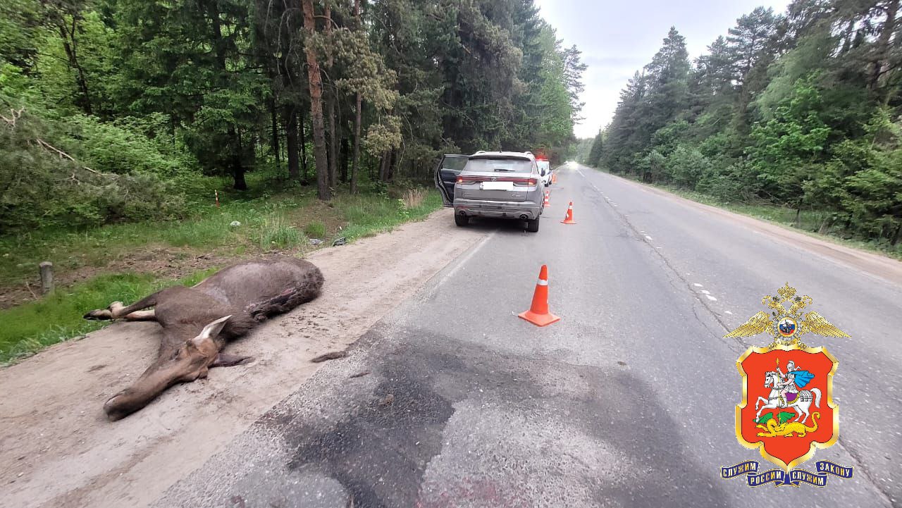На автодороге из Наро-Фоминска в Бекасово водитель легковушки наехал на лося. Полиция начала проверку по факту происшествия. «Москва»