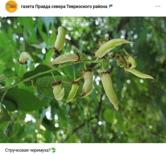 Смертельный урожай: омичи испугались черемухи-мутанта.  Жители Тевризского района стали свидетелями пугающего природного явления — вместо обычных ягод на черемухах появились странные вытянутые стручки. Фотографии аномальных растений опубликовали в сообществе газеты «Правда севера Тевризского района».  Сельскохозяйственные эксперты подтвердили худшие опасения — деревья поражены опаснейшим грибом-паразитом Тафрина. Этот микроскопический вредитель, известный в народе как «дутики» или «кармашки слив», способен радикально изменять структуру плодов, поражать различные косточковые культуры, превращать съедобные ягоды в токсичные образования.  Руководитель районного управления сельского хозяйства Александр Готфрид разработал экстренный план борьбы с эпидемией:  «Нужно тщательно удалить и сжечь больные плоды, как осыпавшиеся на землю, так и оставшиеся на ветвях. Легче обрезать и сжечь ветки, на которых появились кармашки».     Написать в редакцию можно здесь.