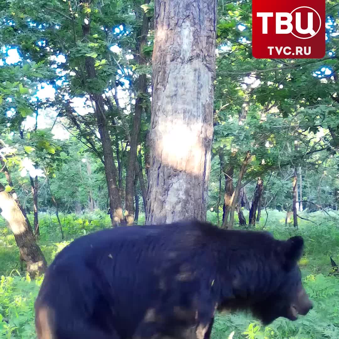 Бурый медведь удивил танцем в заказнике Полтавский в Приморье