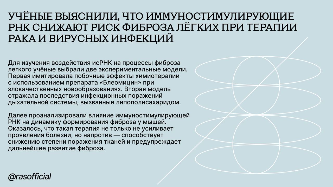 Учёные выяснили, что иммуностимулирующие РНК снижают риск фиброза лёгких при терапии рака и вирусных инфекций #Грани_РАН Исследователи из Института химической биологии и фундаментальной медицины СО РАН разрабатывают новый метод лечения рака и инфекций с использованием молекул иммуностимулирующих РНК. Эти молекулы помогают организму бороться с болезнями и предотвращают опасное осложнение — фиброз лёгких. «Главная идея новой технологии заключается в способности иммуностимулирующих РНК повышать возможность организма защищаться от заболевания самостоятельно, не вызывая значительных побочных эффектов. ИсРНК запускают активность иммунной системы и усиливают защиту против инфекций и болезней», — рассказывает главный научный сотрудник лаборатории биохимии нуклеиновых кислот ИХБФМ СО РАН доктор биологических наук Елена Черноловская. Молекулы действуют сразу по нескольким направлениям. Одна из ключевых функций — стимуляция выработки интерферонов первого типа, белков, блокирующих размножение вирусов и поддерживающих иммунитет. Потенциал исРНК охватывает не только онкологию, но и вирусные инфекции. В организме молекула запускает синтез различных цитокинов: одни тормозят рост опухолей, другие могут вызывать воспаление. Effect of immunostimulatory RNA on the fibrosis development in Bleomycin- or LPS-induced mouse models Aleksandra V. Senkova, Ali Bishani, Innokenty A. Savin, Marina A. Zenkova, Elena L. Chernolovskaya