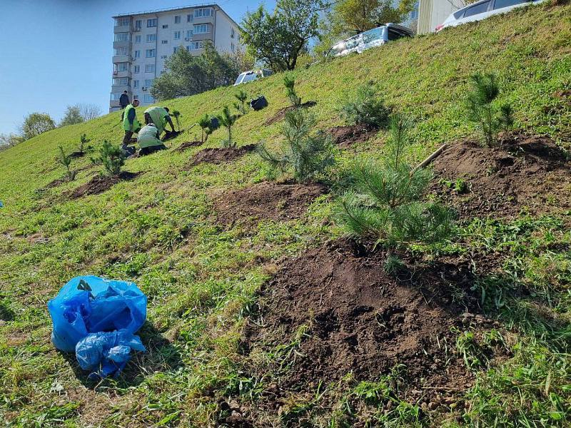 Во Владивостоке высадили более девяти тысяч деревьев и кустарников  На улицах приморской столицы появились бархаты амурские, ясени маньчжурские, абрикосы, яблони, клены и многие другие. Особенно город украсят форзиции, пузыреплодники калинолистные, кизильники блестящие, спиреи, сирени и рододендроны.    В преддверии зимы озеленители высадили 41 тысячу тюльпанов, цветение которых мы увидим весной на улицах Светланской, Фонтанной, Калинина и проспекте 100-летия Владивостока, а также на Партизанском проспекте.    Перед приходом холодов специалисты также проводят необходимые подготовительные работы, включая уборку сухой растительности и цветочной ботвы, обрезку живых изгородей и аварийных веток, а также текущий ремонт зелёных зон.  Источник:      ХОРОШИЕ НОВОСТИ