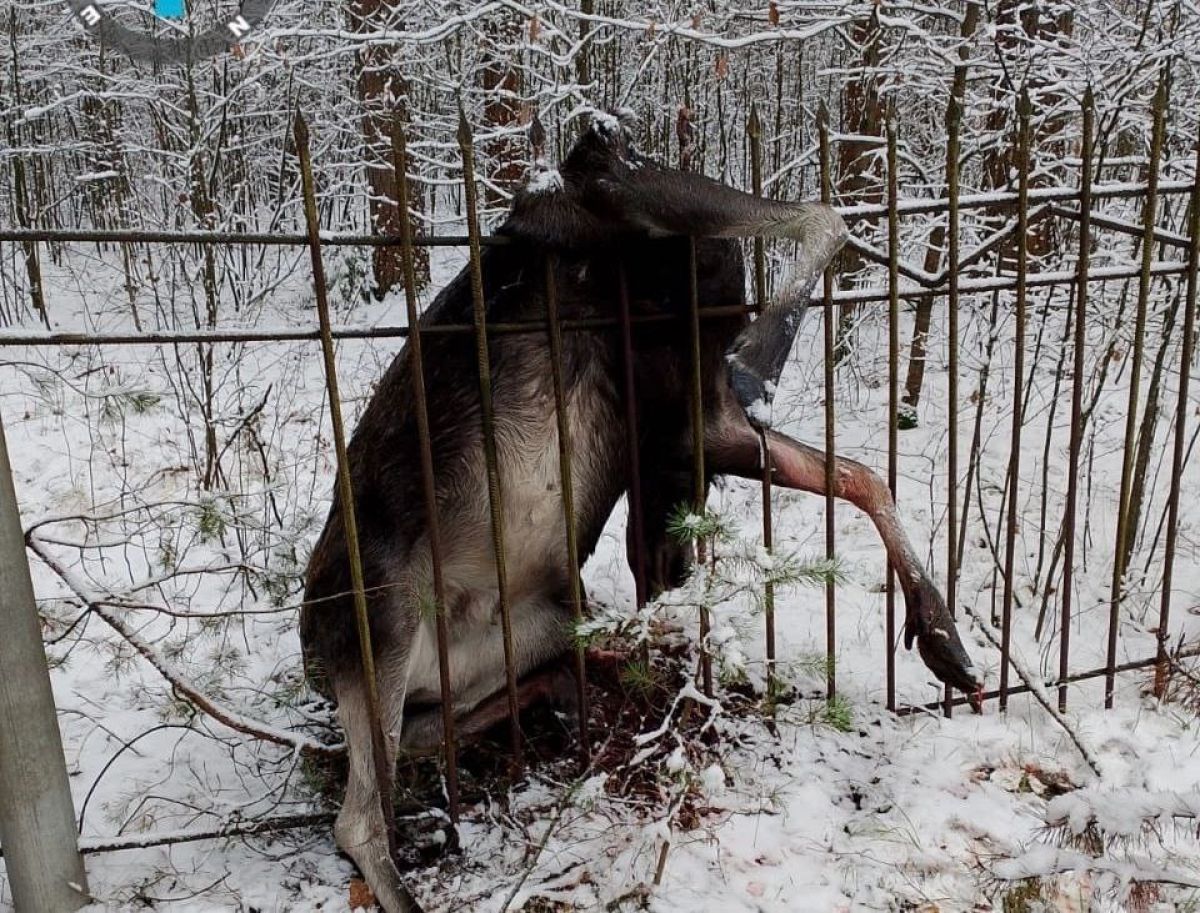 Во Владимирской области лось погиб, повиснув на прутьях забора-самостроя Во Владимирской области лось погиб, повиснув на прутьях забора-самостроя. Правоохранители обратились в суд с целью снести постройку, которая причиняет вред объектам животного мира. ↗ Прислать новость Подписаться