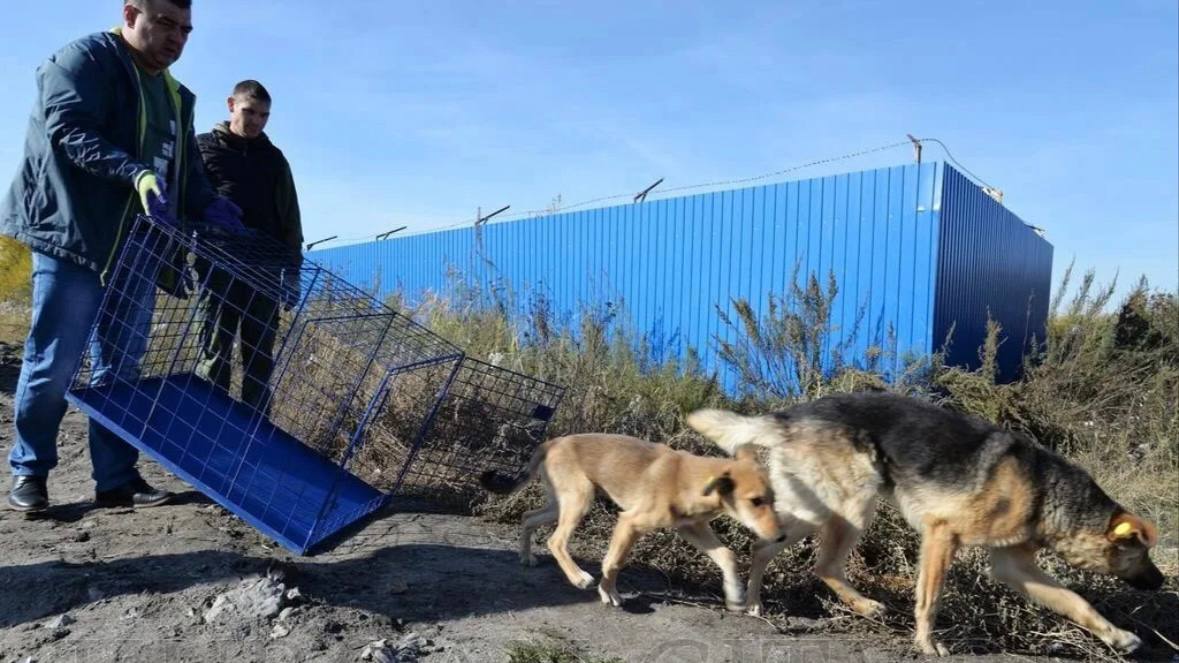 В Калужской области подвели итоги работы с безнадзорными животными за год Как сообщили в региональном комитете ветеринарии за год в области отловили 982 бездомных собаки Этот показатель оказался ниже запланированного и меньше чем в прошлом году Из отловленных животных 69 вернули владельцам 38 собак нашли новые семьи ещё 46 оставили на пожизненном содержании в приютах Основную часть 630 животных после стерилизации и вакцинации выпустили обратно в привычную среду Параллельно велась работа и с домашними питомцами В течение года прошло 46 акций льготной стерилизации в рамках которых прооперировали 670 животных Власти отмечают что количество жалоб на агрессивное поведение бродячих собак продолжает снижаться но проблема всё ещё остаётся актуальной Для её решения в областной закон внесли изменения теперь можно определять признаки опасного поведения и направлять таких собак в приюты на пожизненное содержание При этом применение эвтаназии в регионе не планируется Наш канал в МАХ