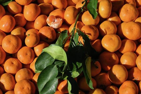 Аналитики заявили о падении цен на мандарины в преддверии Нового года Стоимость килограмма цитрусовых в среднем снизилась на 12 по сравнению с 2024 м с 218 до 185 рублей При этом спрос на фрукты уменьшился на 6 сообщили аналитики Контур Маркета передаёт ТАСС Эксперты уточнили что в некоторых регионах стоимость мандаринов увеличилась в Пермском крае прирост составил 40 а в Красноярском крае 17 Подписаться на Говорит Москва Telegram VK MAX