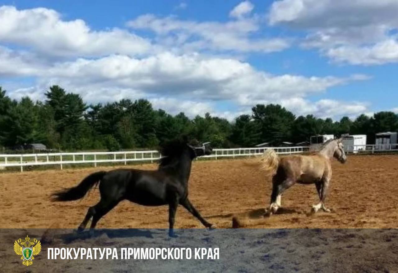 Собственница конного клуба в Уссурийске предстанет перед судом за травму ребёнка Прокуратура утвердила обвинительное заключение по ч 1 ст 238 УК РФ оказание услуг не отвечающих требованиям безопасности Владелица организовала обучение верховой езде но не контролировала доступ посетителей в опасные зоны В мае 2025 года во время свободного выгула лошадь ударила копытом 16 летнюю девочку оставшуюся без присмотра Она получила травмы средней степени тяжести Дело направлено в Уссурийский районный суд Прокуратура добивается также взыскания с виновной морального вреда и компенсации лечения vmfareast