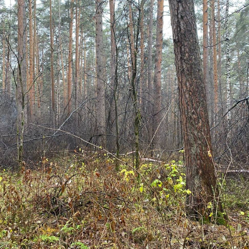 В Юго Западном лесопарке найдено тело женщины без головы возбуждено уголовное дело по статье Убийство Сегодня утром мужчина вышедший на пробежку наткнулся на голое тело женщины без головы URA RU со ссылкой источник в экстренных службах пишет что голое тело пролежало около полугода что привело к разложению головы На одном из пальцев обнаружено кольцо Возбуждено уголовное дело по статье Убийство Новости Екб тут SvetEKB