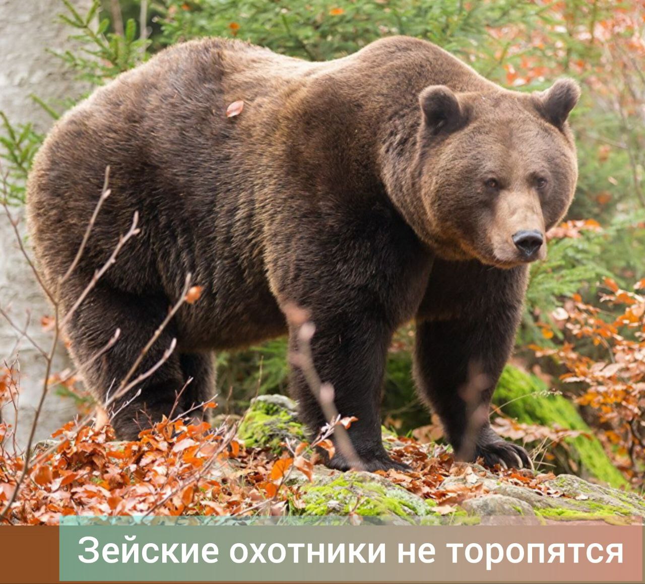 За сутки охотники разобрали больше половины разрешений на добычу медведей, сообщает управление по охране животного мира Амурской области. 21 июля начался прием заявлений на получение разрешений на добычу бурых медведей в общедоступных охотугодьях области на предстоящий осенне-зимний период. Всего на территории Амурской области в сезон охоты 2025-2026 годов можно добыть 1 251 хищника, из них 314 особей в общедоступных угодьях. За первые сутки охотники практически полностью выбрали лимит на южные и центральные районы. Традиционно не торопятся разбирать разрешения на Тындинский, Зейский и Селемджинский муниципальные округа, где, кстати, фиксируется самая большая численность косолапых. В управлении отмечают, что среди заявителей наиболее популярным способом подачи заявлений остаются Госуслуги. Фото управления по охране животного мира Амурской области. #ЗейскийВестник