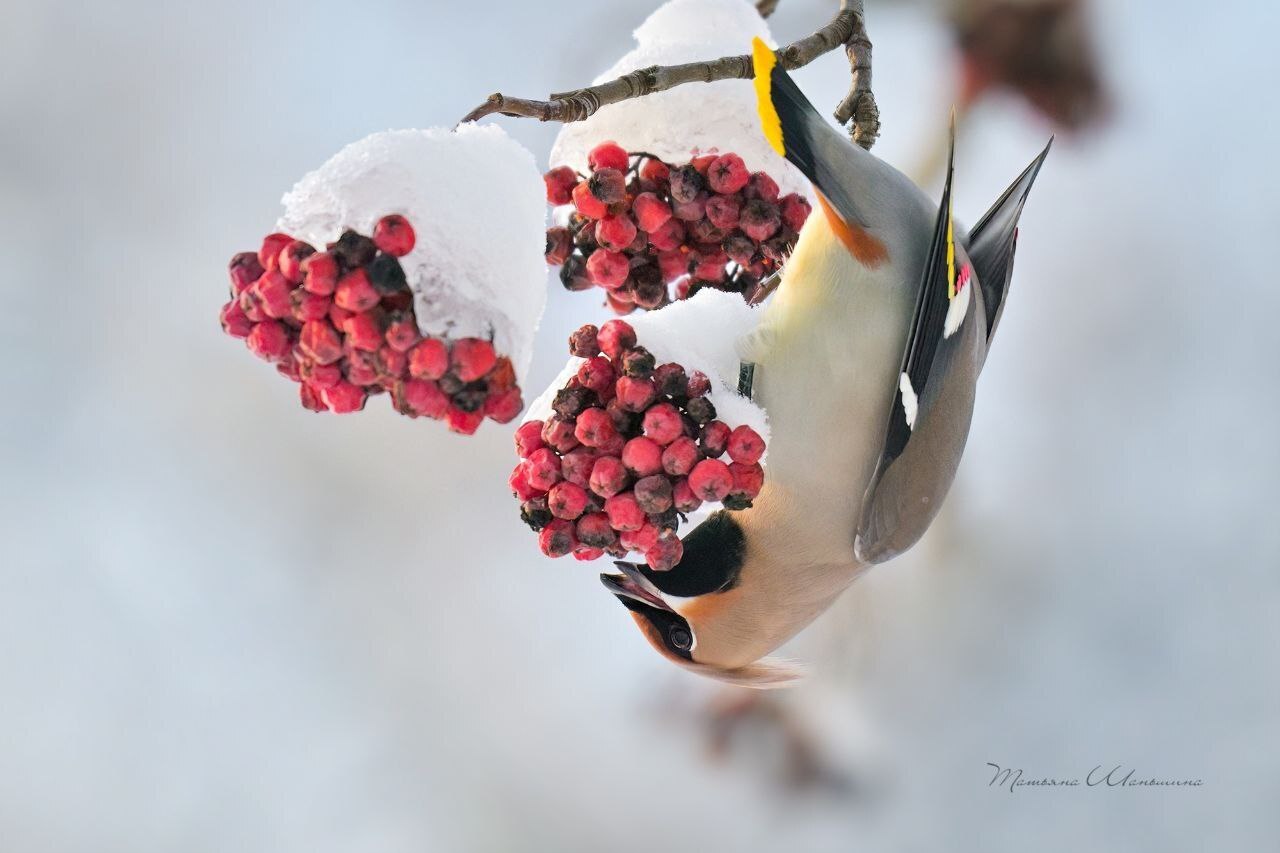 В Центральном парке замечены свиристели Это очень красивые зимние птицы   Увидеть свиристелей в средней полосе России можно в холодное время года Гнездятся они в северных районах в тайге и лесотундре В тульских парках этих пернатых в основном можно увидеть на рябинах где они лакомятся красными ягодами В поисках еды птицы перемещаются небольшими стаями Ягоды свиристель глотает целиком Кроме рябины могут также употреблять в пищу ягоды калины барбариса боярышника Прислать новость задать вопрос Подпишись на Telegram MAX