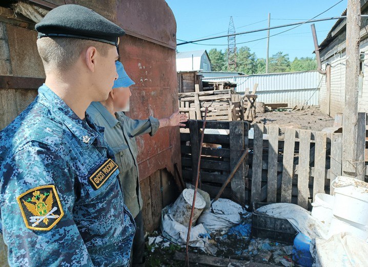В томском поселке Кузовлево ликвидировали незаконную свиноферму. Жители близлежащих домов страдали от невыносимого запаха и антисанитарии. Условия содержания свиней могли привести к возникновению заразных болезней. После выездной проверки на ферме Сибирское межрегиональное Управление Федеральной службы по ветеринарному и фитосанитарному надзору обратилось в суд. Истец потребовал обязать гражданина 1947 года рождения прекратить деятельность по содержанию и разведению сельскохозяйственных животных, угрожающих здоровью людей. Подробнее – на Бабре #томск