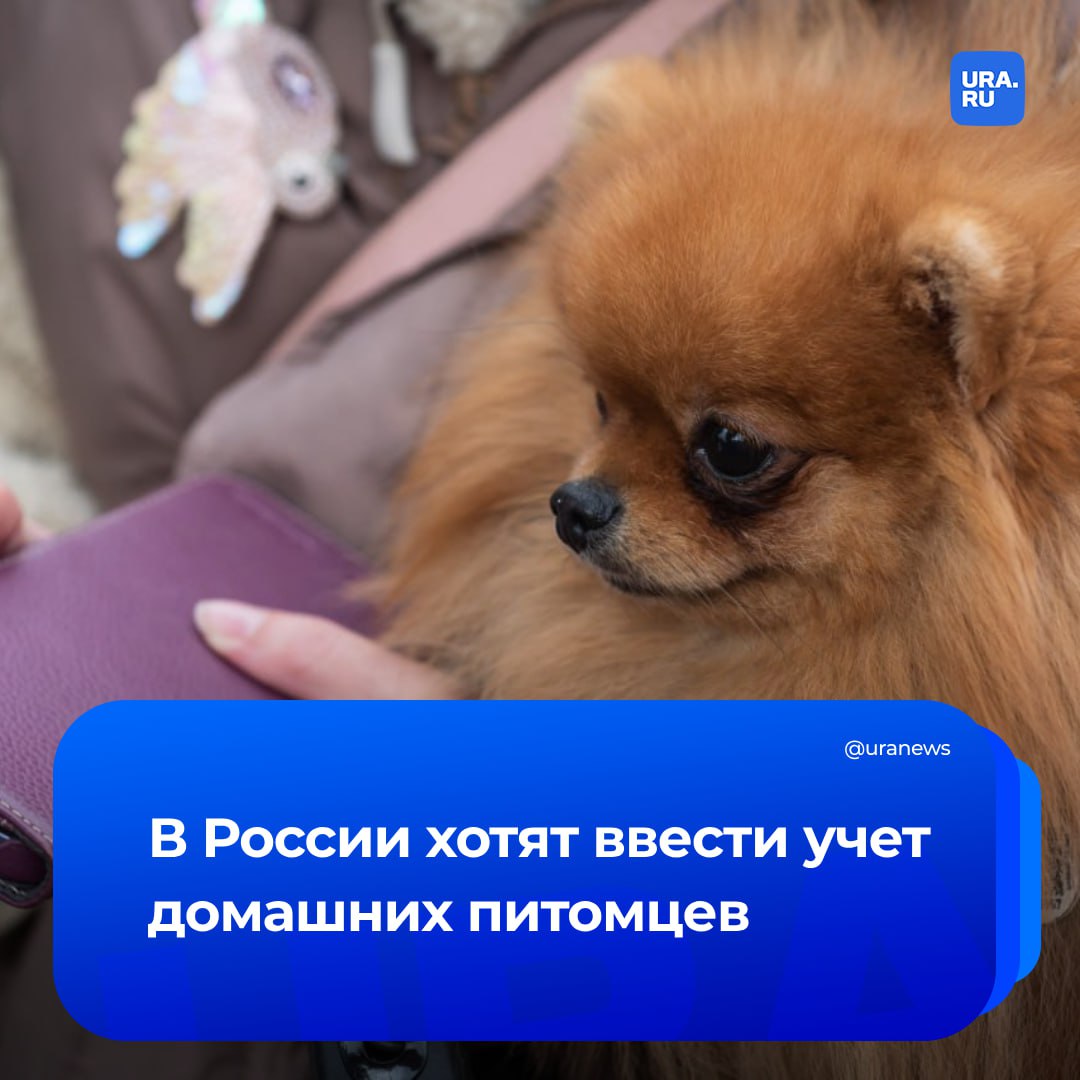 Учет домашних питомцев планируют ввести в России. С помощью него хотят идентифицировать как животных, так и их владельцев. Правительство планирует создать реестр до мая 2026 года. Ответственными назначены сразу пять ведомств. Информацию о питомцах будут загружать в Федеральную государственную информационную систему в области ветеринарии, сообщил ТАСС.