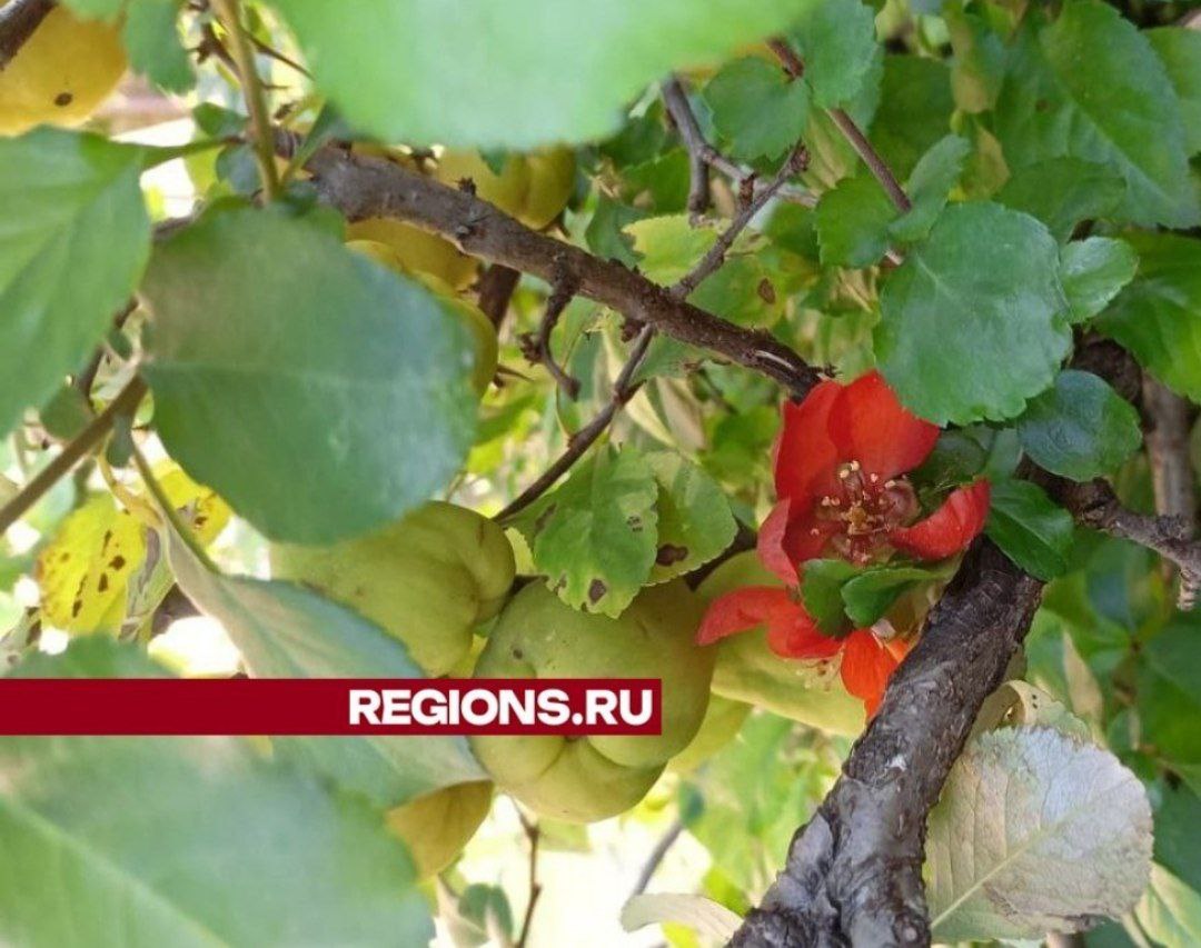 В подмосковном поселке Дубки из-за теплой погоды зацвела айва  Местная жительница посчитала это крайне удивительным для данного времени года природным явлением.   Как объяснил REGIONS агроном Роман Ефремов, в этом году сентябрь в Московской области выдался гораздо теплее обычного, поэтому подобное и происходит.