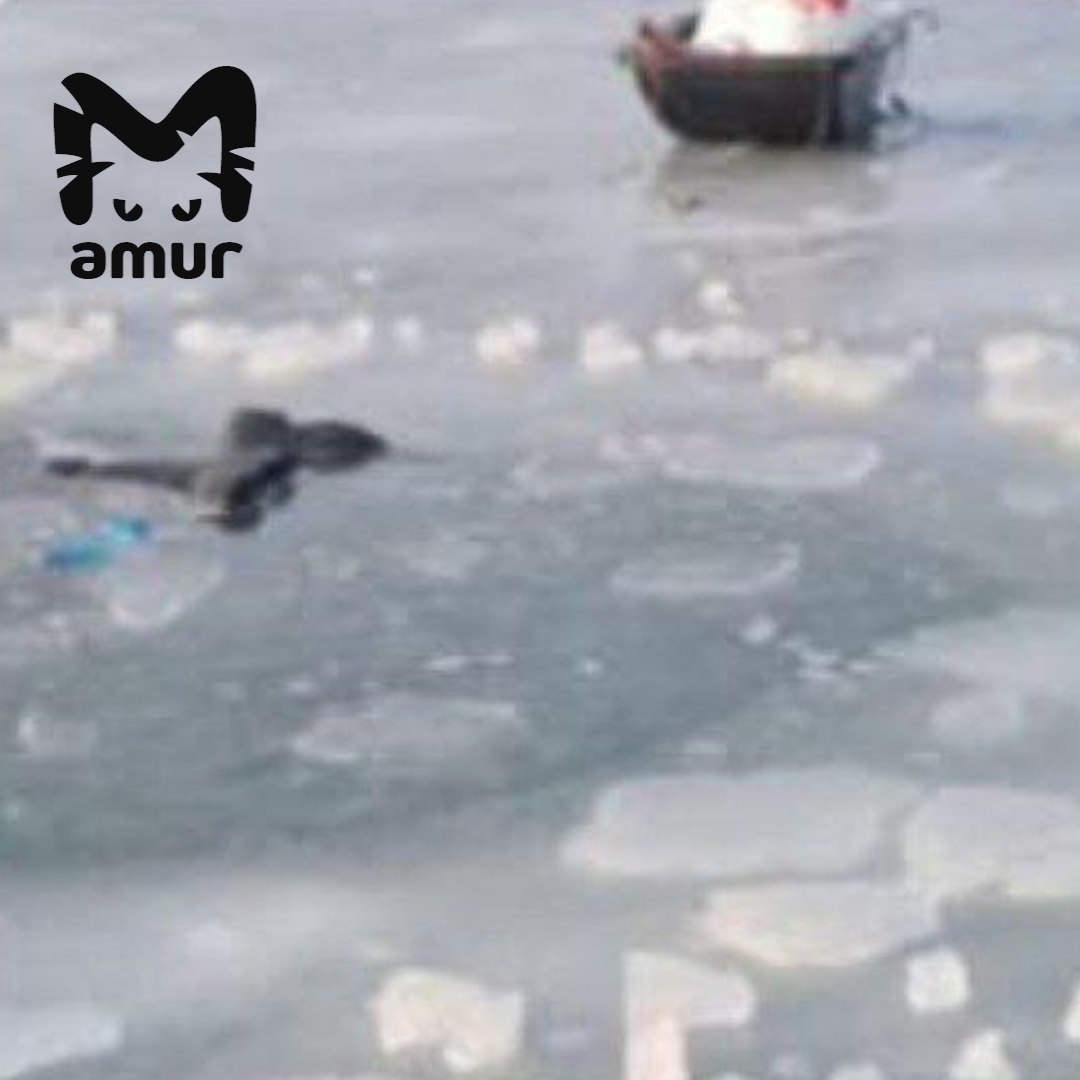 Утонувшие мальчик и мужчина рыбачили на неокрепшем льду в Хабаровском крае Тело взрослого ищут второй день 52 летний житель Советской Гавани отправился закидывать удочку со знакомым школьником ему было 13 В бухте Эгге оба провалились под воду Рядом остались сани волокуши и ведро Позже ребёнка нашли вмёрзшим в лёд поиски его старшего товарища продолжаются до сих пор За причинение смерти по неосторожности возбуждено уголовное дело Подписывайся на Amur Mash