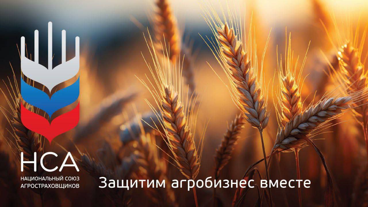 За 9 месяцев 2025 г страховые компании НСА выплатили аграриям страны по договорам с господдержкой 5 1 млрд рублей рост на 93 Почти 4 0 млрд рублей получили растениеводы 92 к показателю годом ранее из них 561 млн рублей по программе ЧС остальная сумма по мультирисковой программе Животноводы за погибшее поголовье получили 513 млн рублей прирост к аналогичному периоду 6 Для сравнения за 9 месяцев 2024 г аграрии России получили в системе агрострахования с господдержкой 2 6 млрд рублей из которых 2 1 млрд рублей выплаты растениеводам Около 0 5 млрд рублей на страхование животноводства и товарной аквакультуры Рост выплат связан с высокой интенсивностью и масштабом опасных агроклиматических явлений в 2024 году режим ЧС объявлен 35 раз в 28 регионах в текущем периоде 18 раз в 15 регионах напомнил президент НСА Корней Биждов Общий размер страхового возмещения аграриям в 2025 году уже приближается к 6 млрд рублей