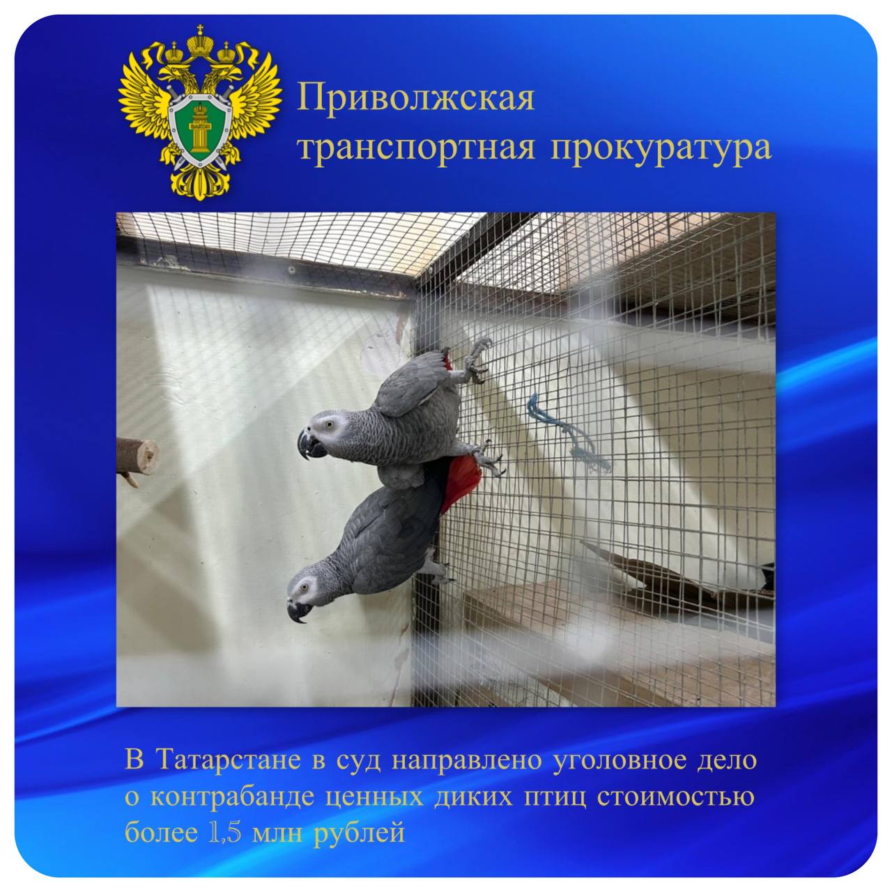 В Татарстане в суд направлено уголовное дело о контрабанде ценных диких птиц стоимостью более 1 5 млн рублей Татарский транспортный прокурор утвердил обвинительный акт по уголовному делу в отношении жителя Казани Он обвиняется по ч 1 ст 226 1 УК РФ контрабанда По версии дознания в апреле 2025 года мужчина приобрел за рубежом восемь краснохвостых попугаев жако стоимостью более 1 5 млн рублей Птицы были доставлены авиационным транспортом на грузовой склад Международного аэропорта Казани Однако при ввозе на территорию Российской Федерации обвиняемый не имел разрешения на импорт образцов дикой фауны При получении попугаев на грузовом складе аэропорта птицы обнаружены сотрудниками таможни и изъяты Транспортным прокурором уголовное дело направлено в Лаишевский районный суд Республики Татарстан для рассмотрения по существу контрабанда ptrpok