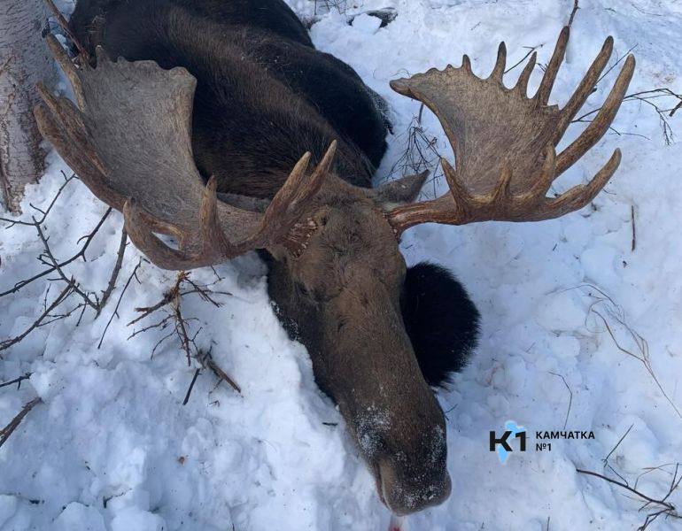 Браконьера на Камчатке по решению суда лишили автомобиля и охотничьего ружья.  В мае гражданин застрелил лося из личного охотничьего ружья 12-го калибра. Это произошло в лесу в Мильковском районе: у мужчины не было разрешения на добычу охотничьих ресурсов, а также охота на лося в этот период была запрещена.  Охотник лишился машины и ружья и за незаконную охоту возместил причинённый ущерб животному миру в размере 240 000 рублей.      Чат Чат Чат